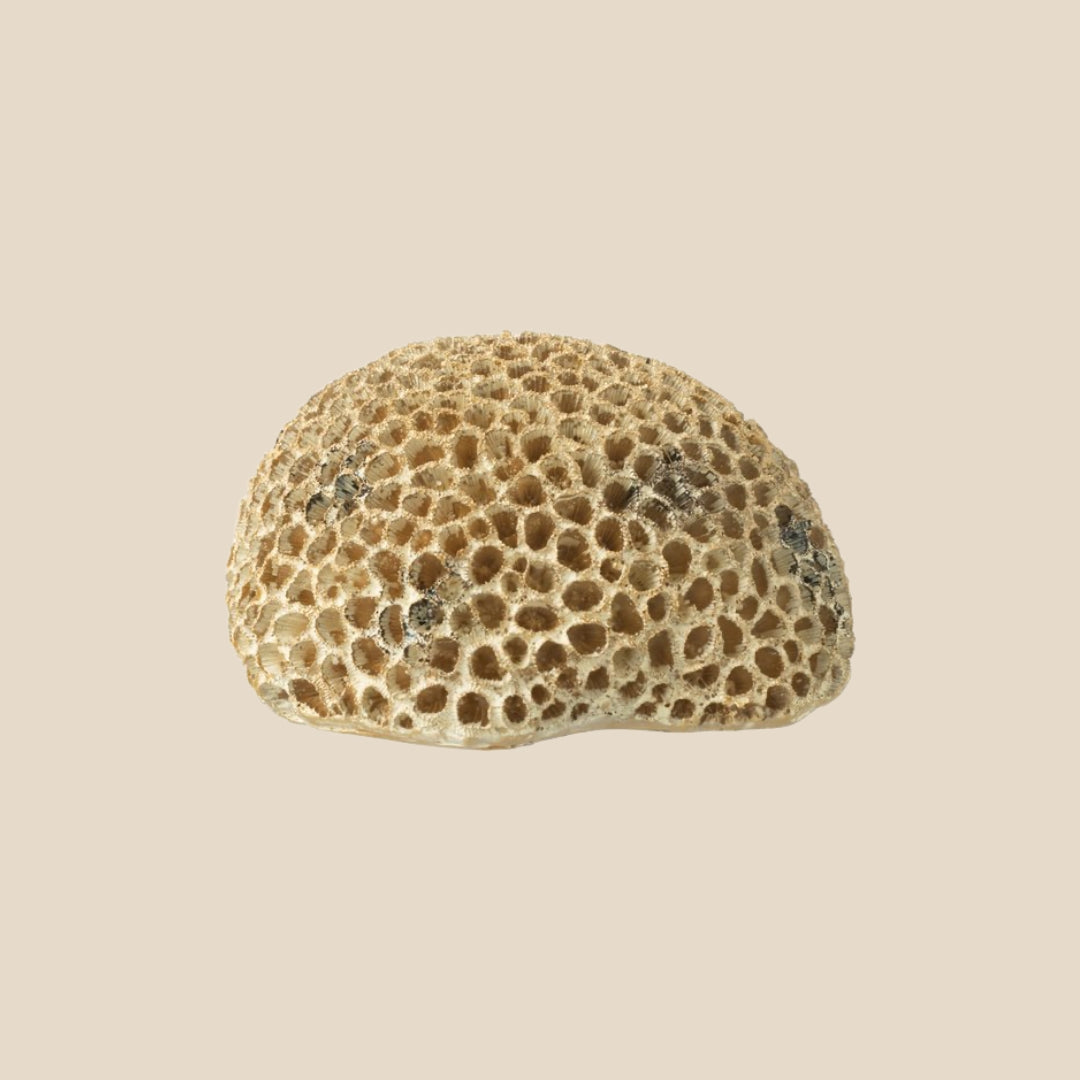 Ornament Koraal - Goud/Bruin - 13x16x9cm