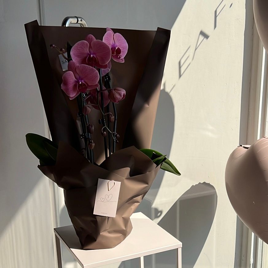 Plant - Orchids of Medina