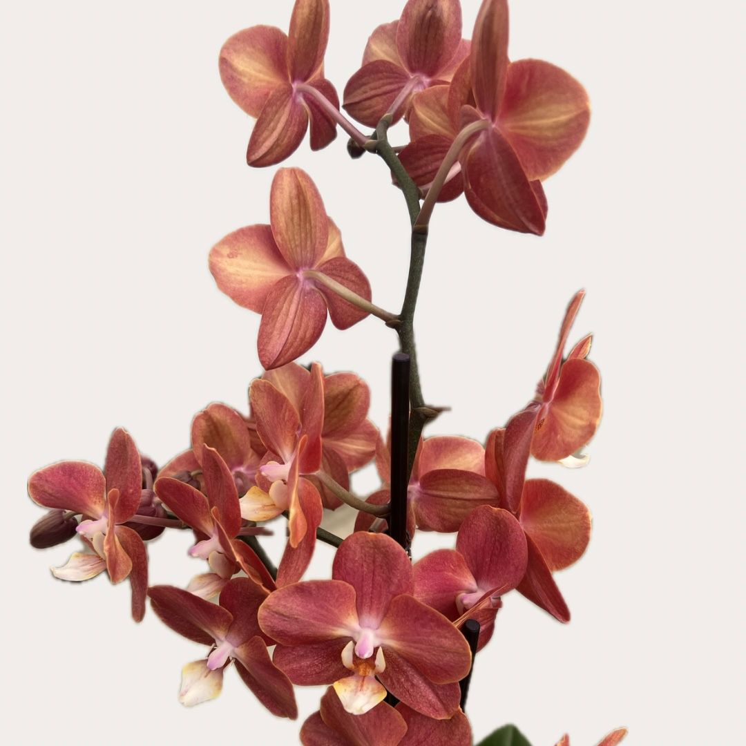 Plant - Orchids of Medina
