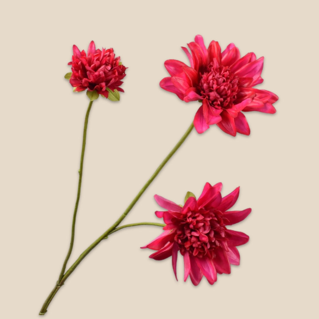 Dahlia tak - Beauty
